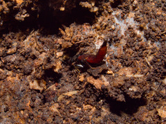 Hesperus baltimorensis