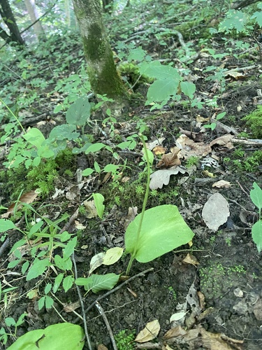 Ophioglossum vulgatum, photograph 2