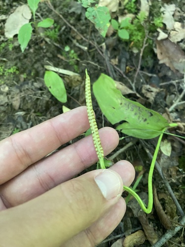 Ophioglossum vulgatum, photograph 3