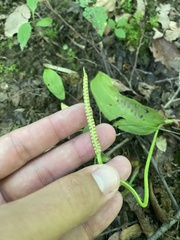 Ophioglossum vulgatum, photograph (c) Илья Руденко, some rights reserved (CC BY)