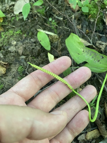 Ophioglossum vulgatum, photograph 4