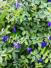 Clitoria ternatea