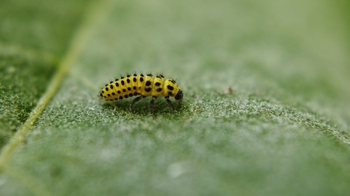 22-spot Ladybird