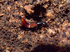 Hesperus baltimorensis