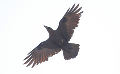 Corvus ruficollis