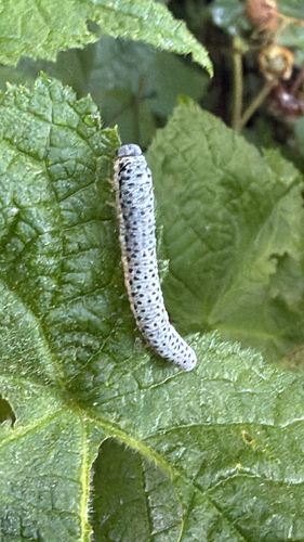 Figwort sawfly