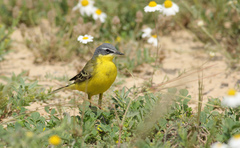 Motacilla flava flava