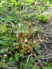 Saxifraga tridactylites
