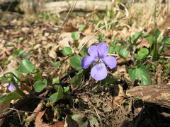 Viola × bavarica