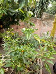 Capsicum annuum glabriusculum