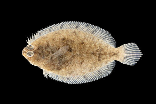 Flounder (Pseudorhombus jenynsii) — Paralichthyidae — 2