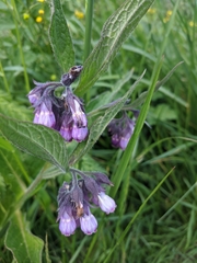 Symphytum officinale