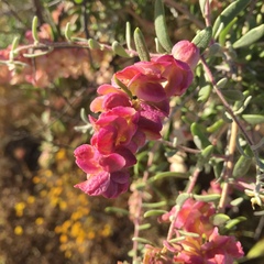 Grayia spinosa