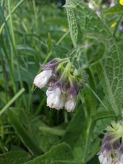 Symphytum officinale