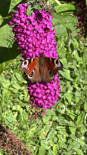 European Peacock Butterfly