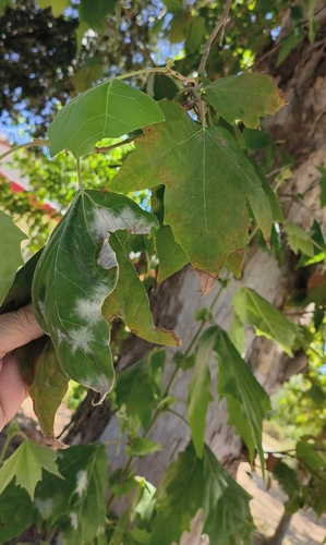 Sycamore Powdery Mildew