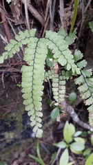 Adiantum diaphanum, photograph author not stated, no rights reserved