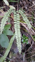 Adiantum diaphanum