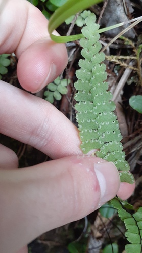 Adiantum diaphanum, photograph 3