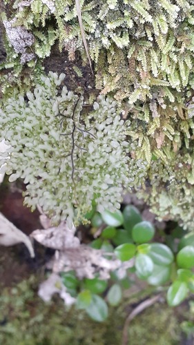 Hymenophyllum flexuosum, photograph 2