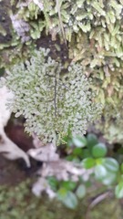 Hymenophyllum flexuosum