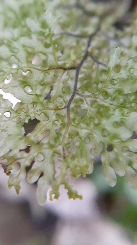 Hymenophyllum flexuosum, photograph 3