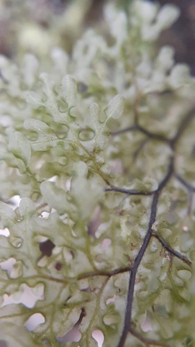 Hymenophyllum flexuosum, photograph 4