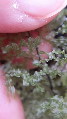 Hymenophyllum flexuosum, photograph 5