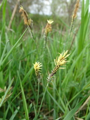 Carex acutiformis