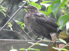 Turdus merula