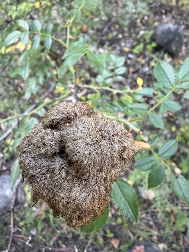 Mossy Rose Gall Wasp
