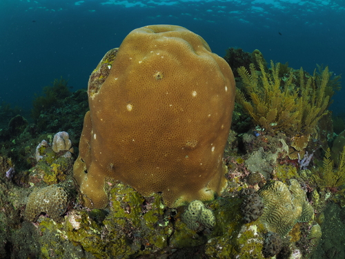 Goniastrea edwardsi observed 2025-06-21