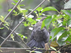 Turdus merula