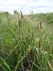 Carex tomentosa