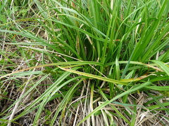 Carex vulpina
