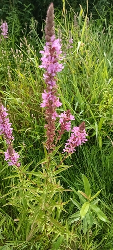 purple loosestrife