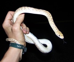 Arizona elegans eburnata