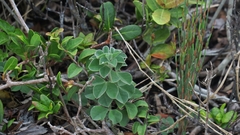 Indigofera tomentosa