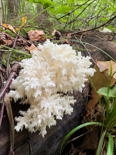 Coral tooth fungus