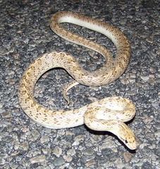 Arizona elegans eburnata