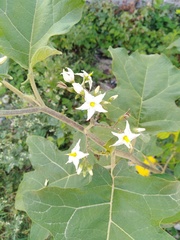 Solanum torvum