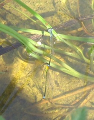 Ischnura capreolus