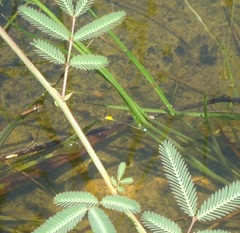 Ischnura capreolus