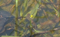 Ischnura capreolus