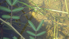 Ischnura capreolus