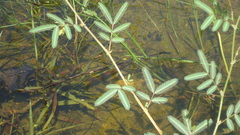 Ischnura capreolus