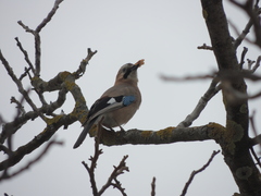 Garrulus glandarius