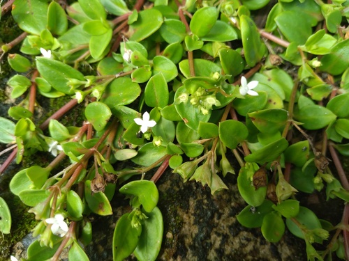 Leptopetalum biflorum observed 2026-08-08
