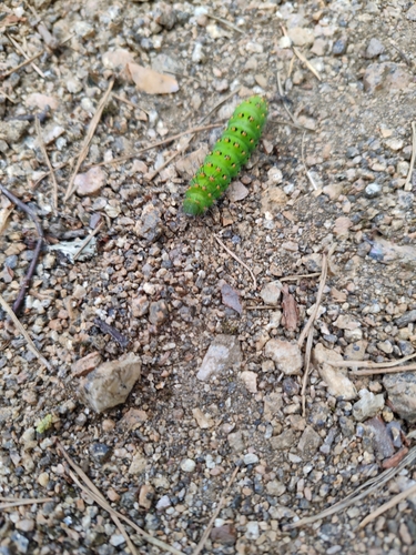 Small Emperor Moth
