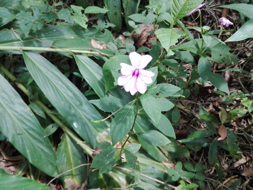 Impatiens hawkeri